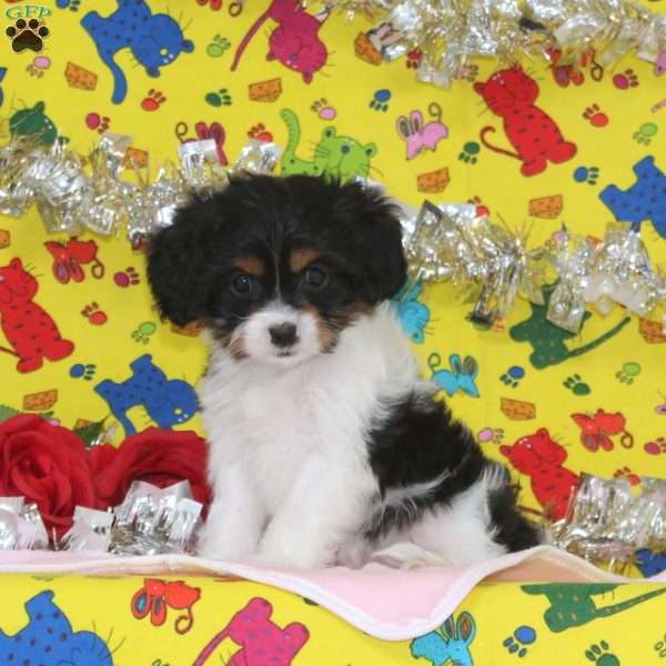 Josie, Cavapoo Puppy